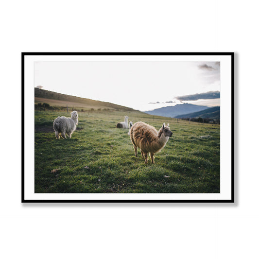 Andean Dreams