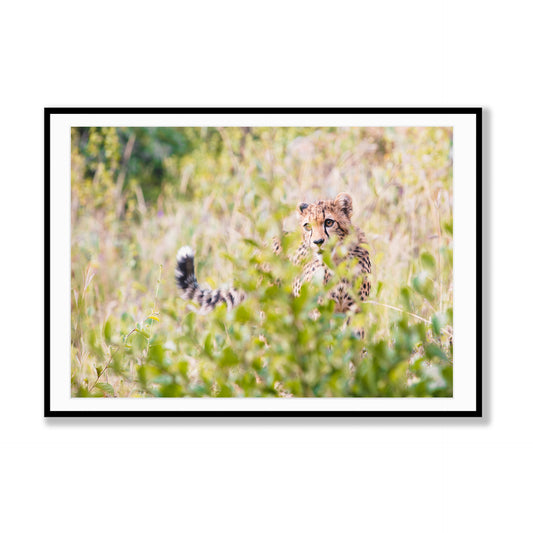 Whispers in the Grass