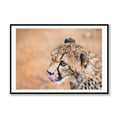 Cheetah’s Prowess