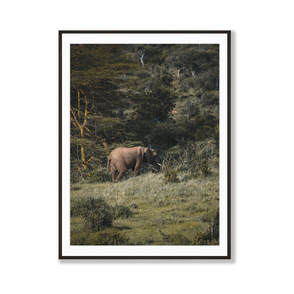 Roaming Giant