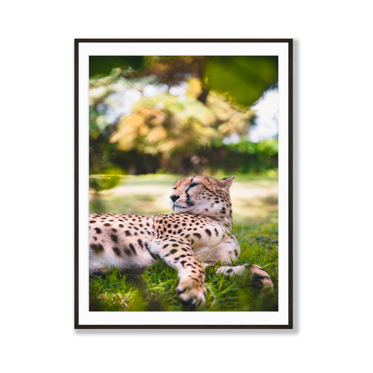 Leopard of the Grasslands