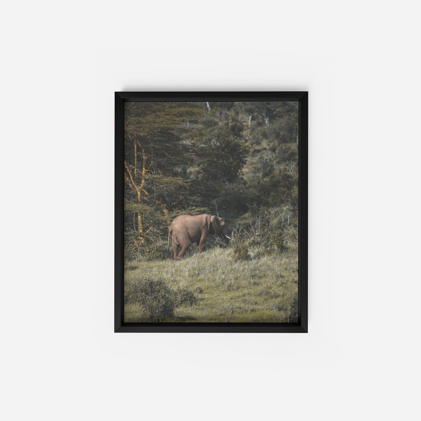 Roaming Giant