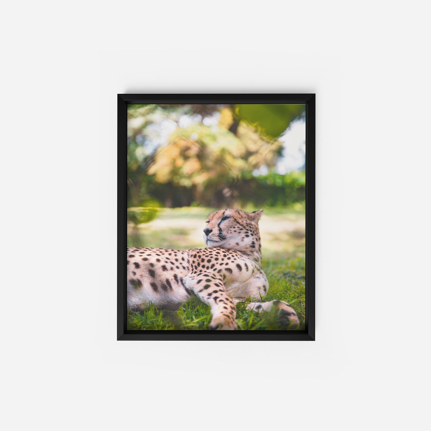 Leopard of the Grasslands