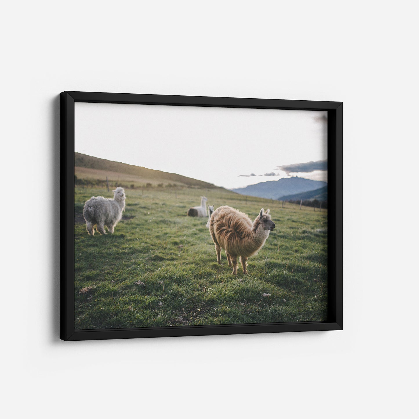 Andean Dreams