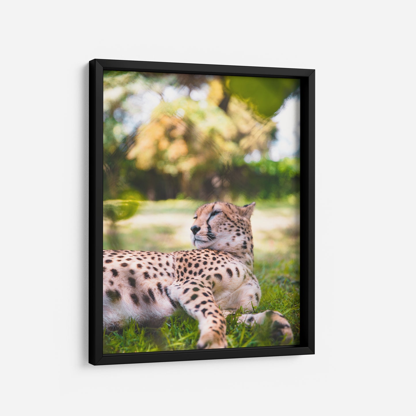 Leopard of the Grasslands