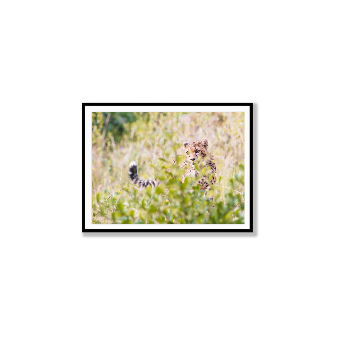 Whispers in the Grass