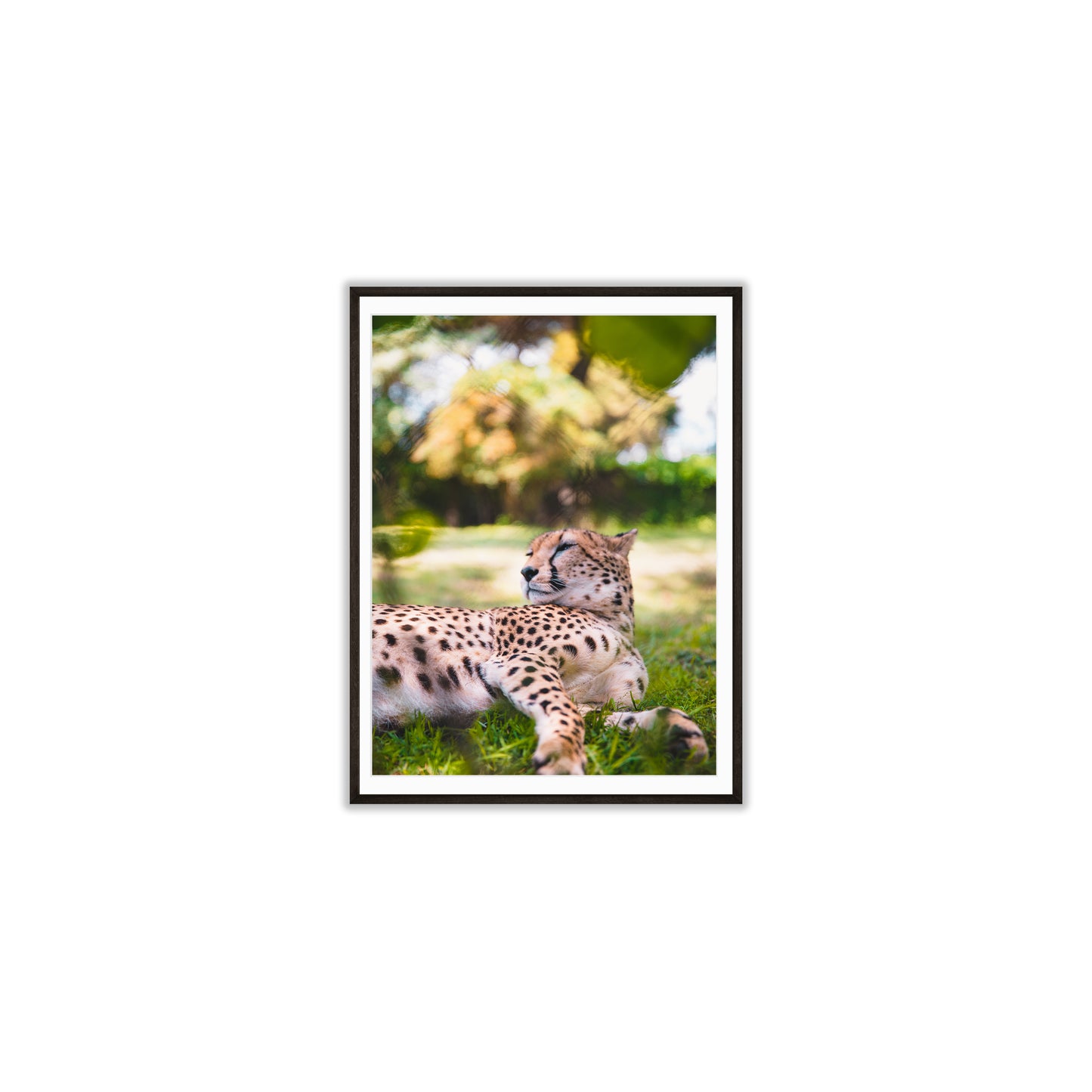 Leopard of the Grasslands