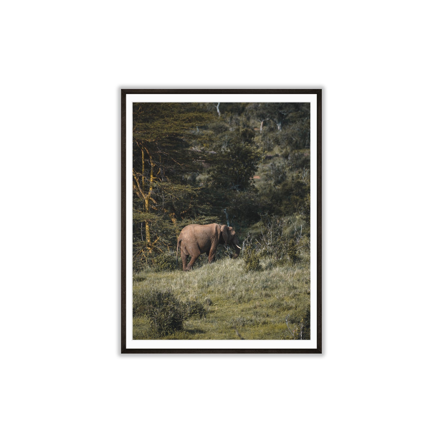 Roaming Giant
