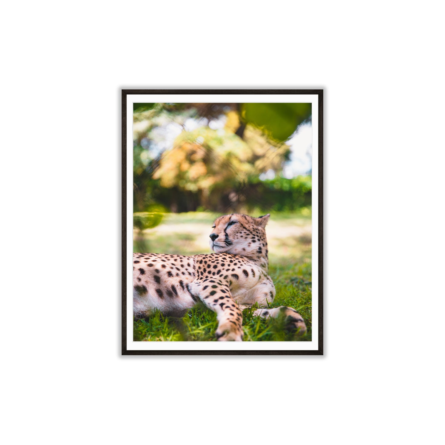 Leopard of the Grasslands
